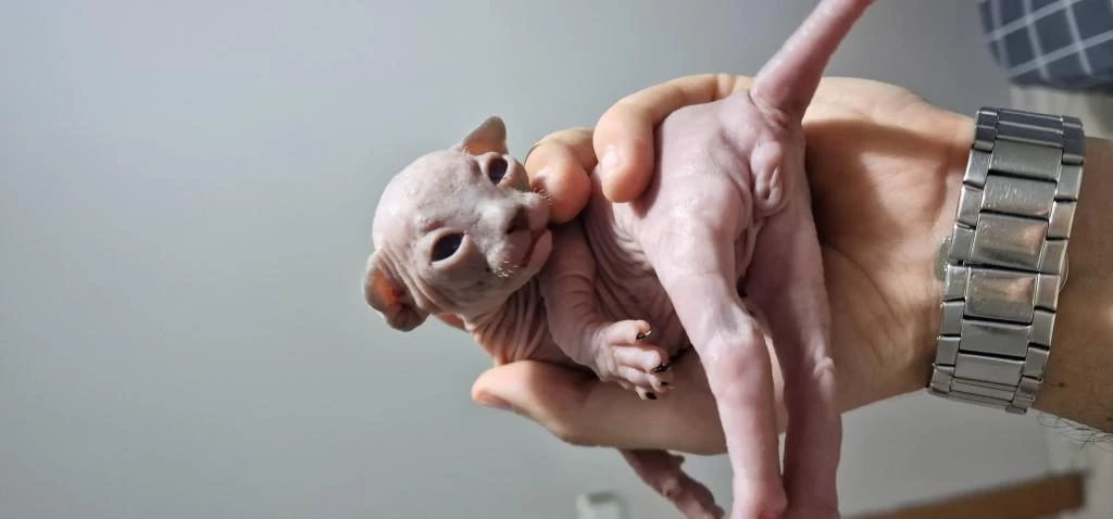 Sphynx Yavrular Rezerveye Açık