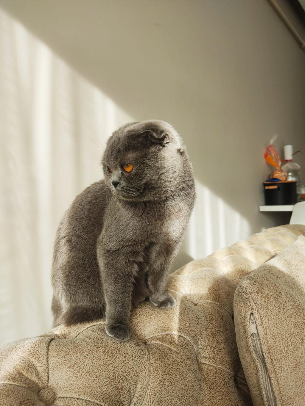 Scottish Fold Çok Uysal Prensesimiz