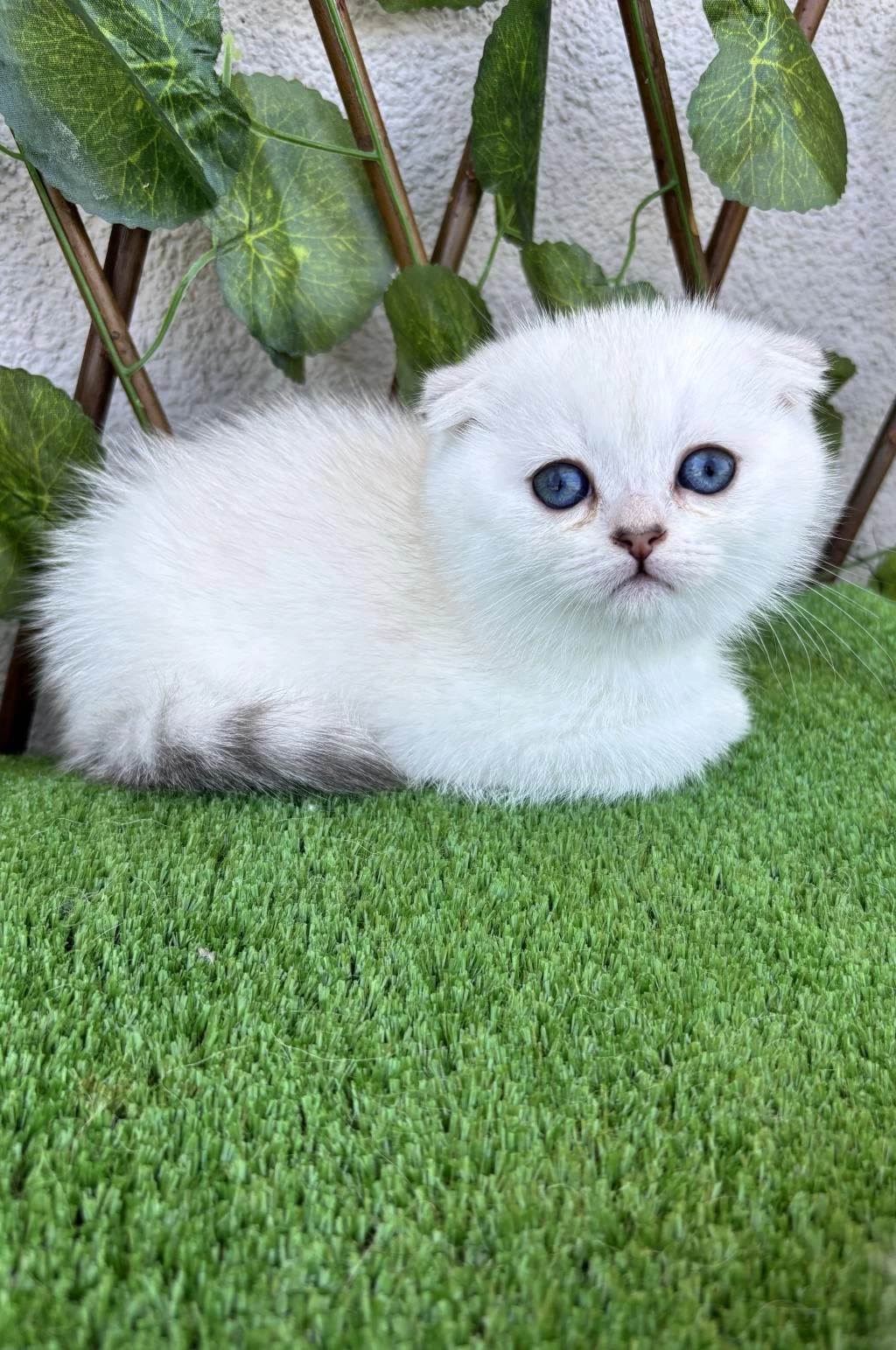 Scottish Fold Dişi Yavrumuz