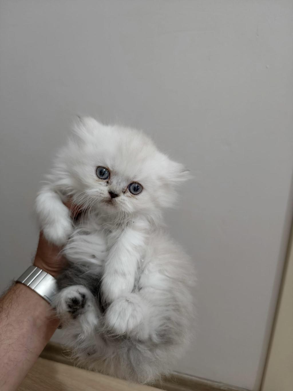 2 Tane Yavru Kedimiz 1 Aylık