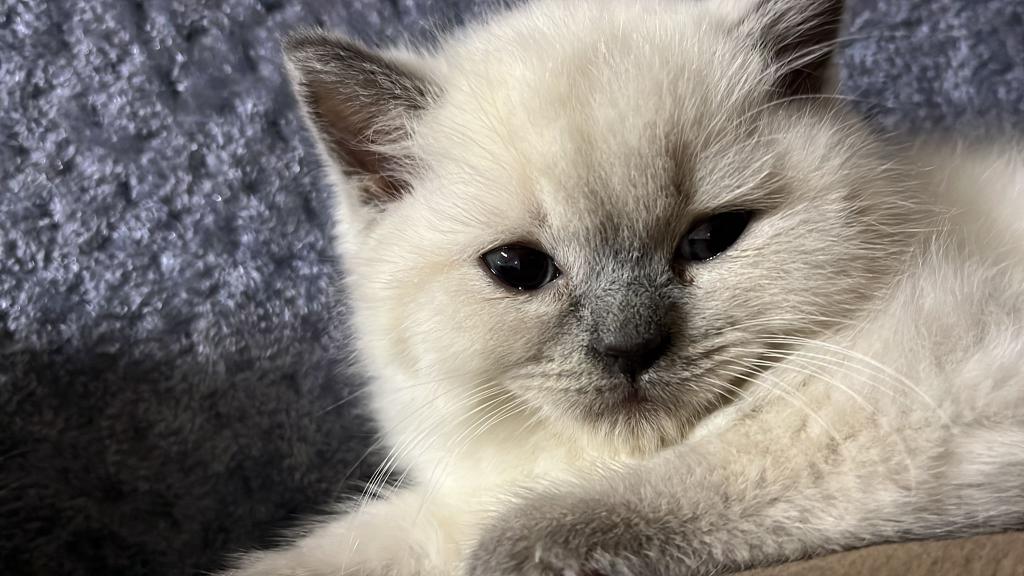 British Shorthair Blue Point Yavrularımız