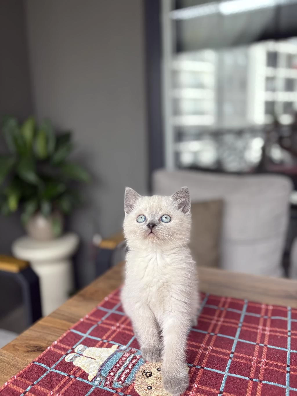 Ev Ortaminda Büyüyen British Shorthair Yavrular