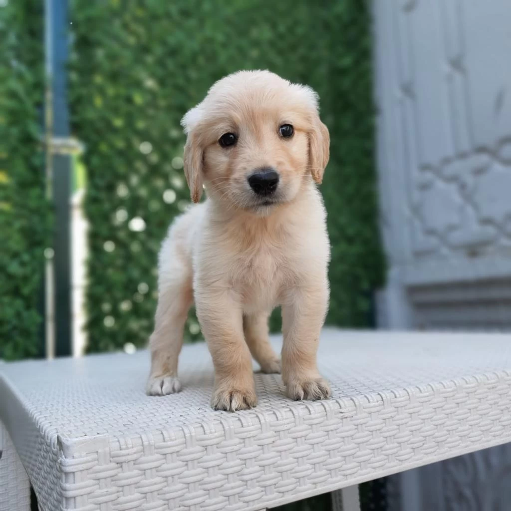 Dişi Erkek Golden Retriever Bebekler