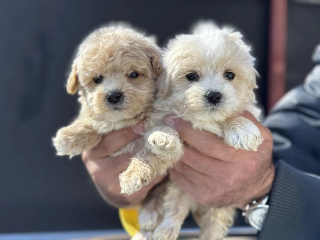 Ankarada Yasal Ruhsatlı Çiftlikten Maltipoo Yavrularımız