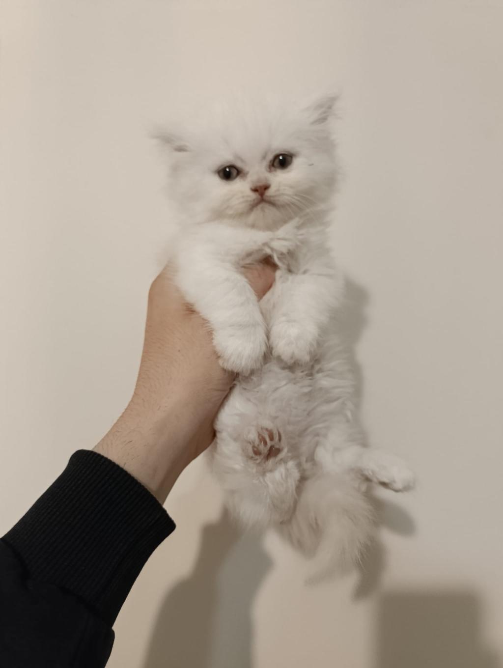 Erkek British Longhair Ayıcık Surat Bebek