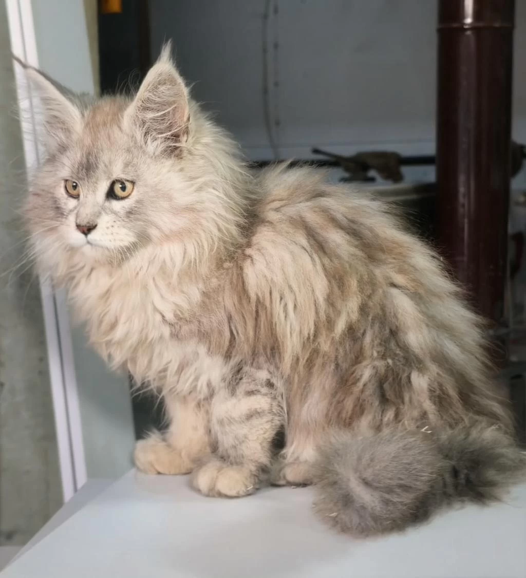 Müthiş Yavru Maine Coon