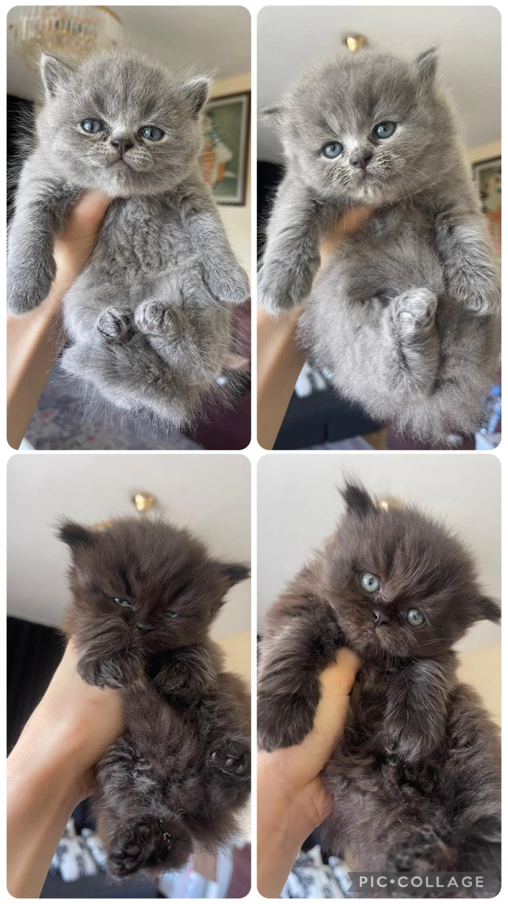 Safkan British Longhair Yavrularım
