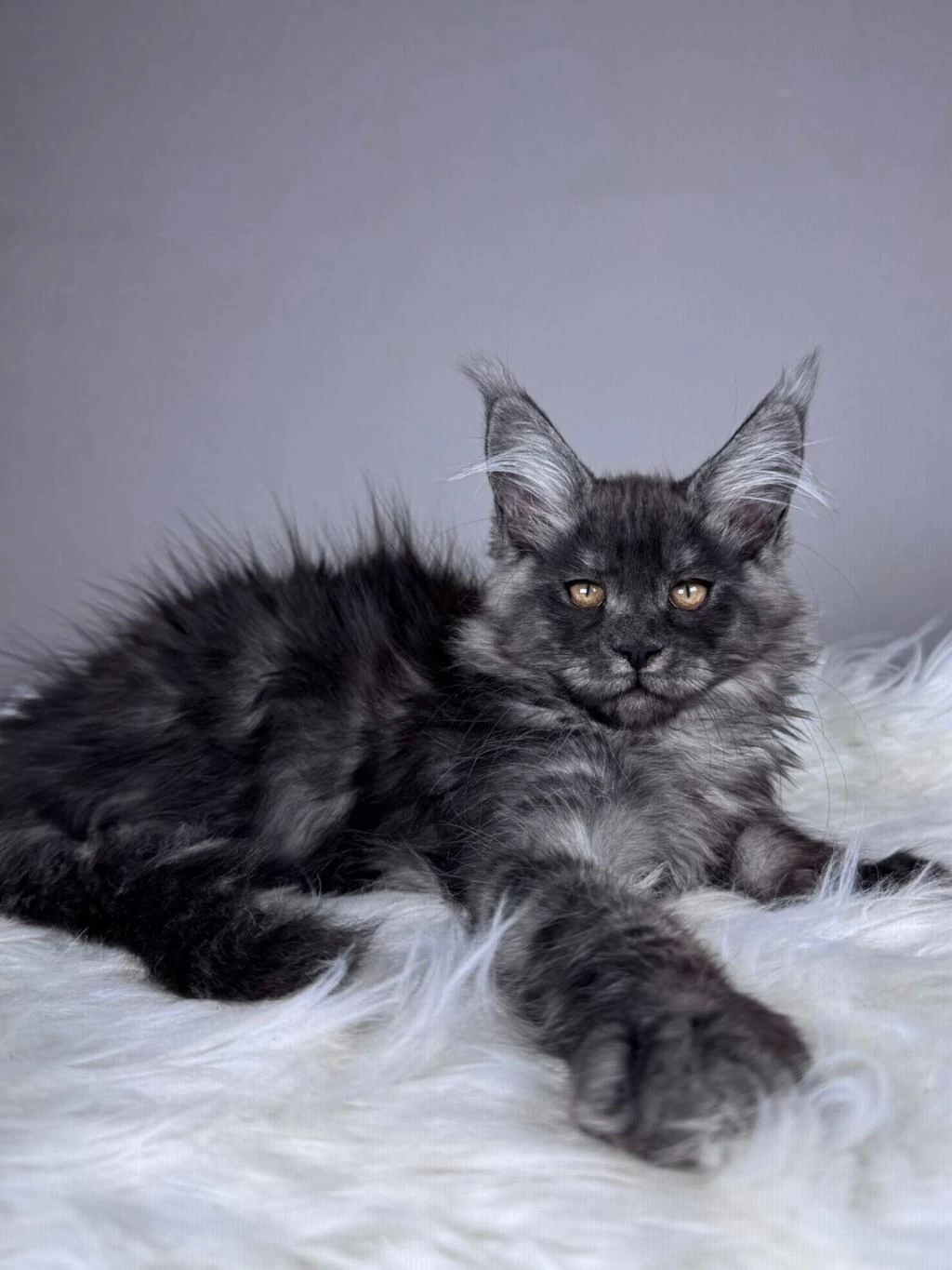 Black Smoke Dişi Maine Coon Wcf