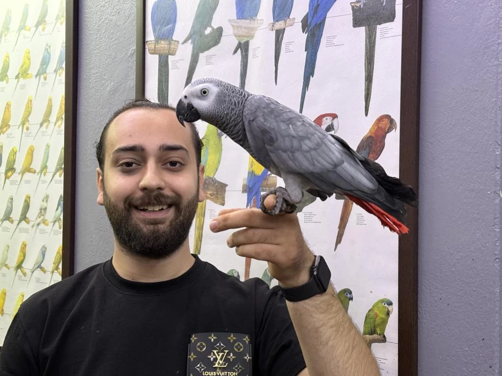 Jumbo Boy 200 Kelime Konuşan Jako Papağanimiz