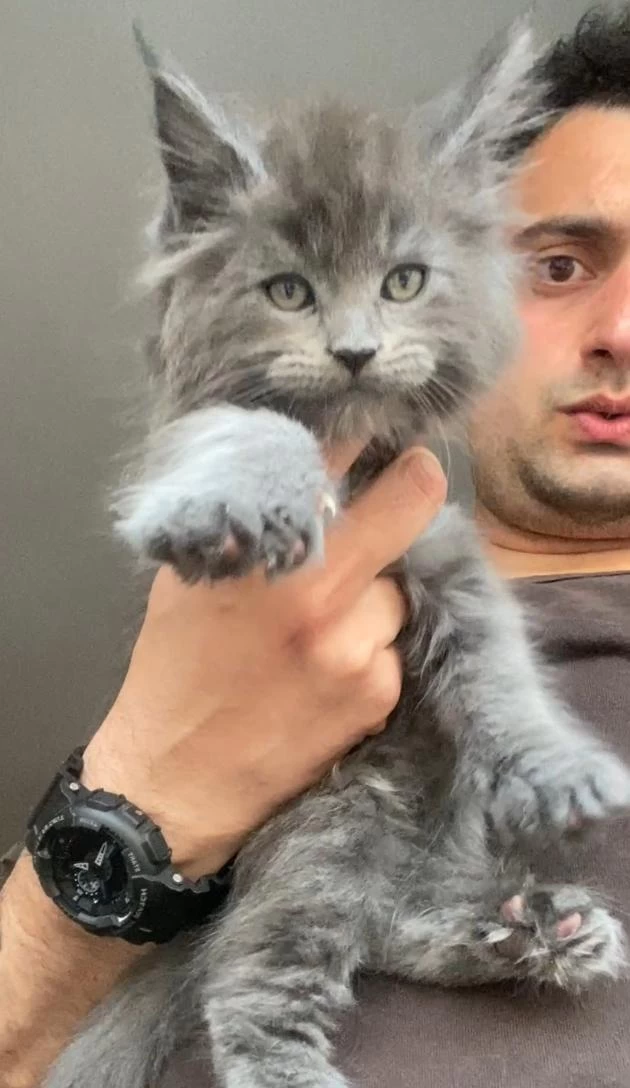 Xxxl Maine Coon Erkek Yavrular (yurt Dışı Şecereli Dereceli)