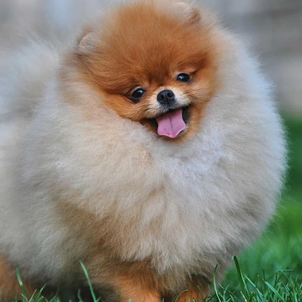 Ayı Surat Pomeranian Yavruları