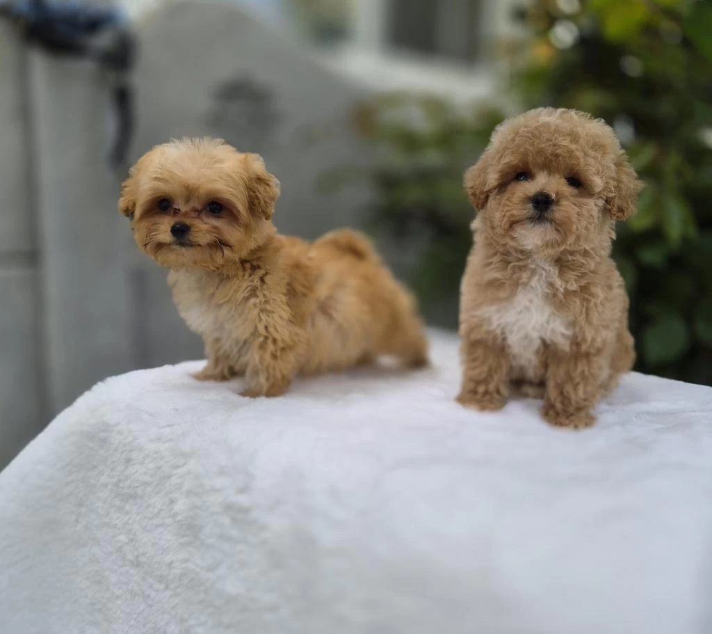Maltipoo Yavrularımız