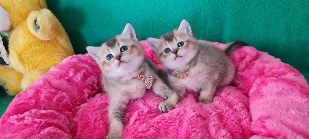 Golden British Shorthair Yavrularımız Hazır