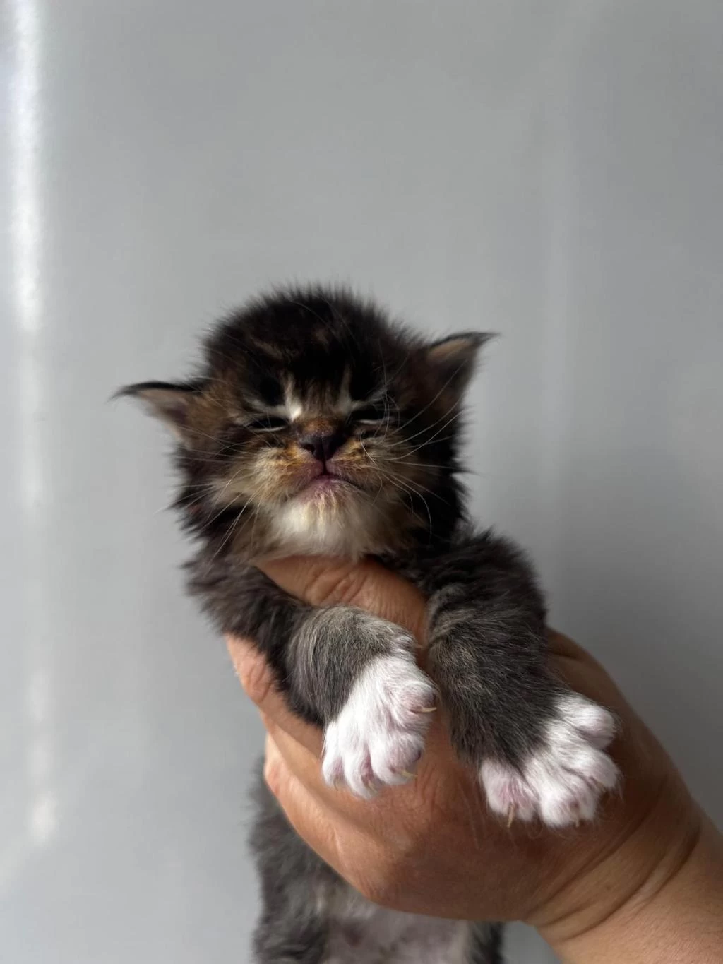 Sağlik Ve İrk Garantili Minik Maine Coon Devler