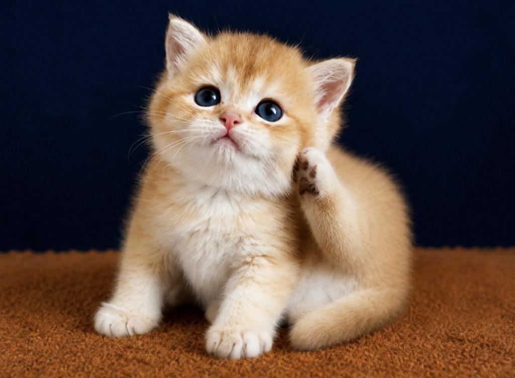 British Shorthair Ve Longhair Golden Yavrular