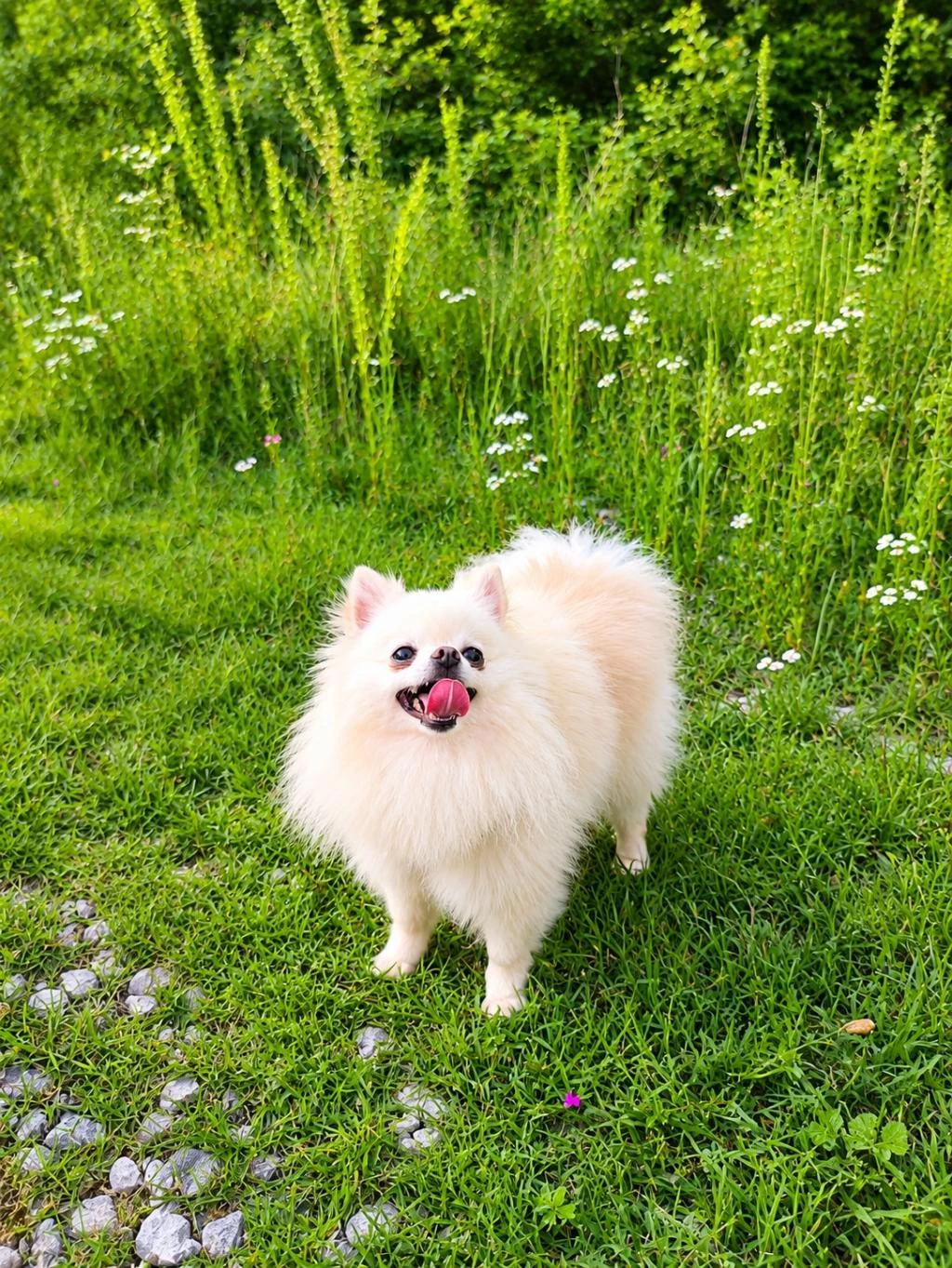 Teacup Boy Pamuk Prenses Pomeranian
