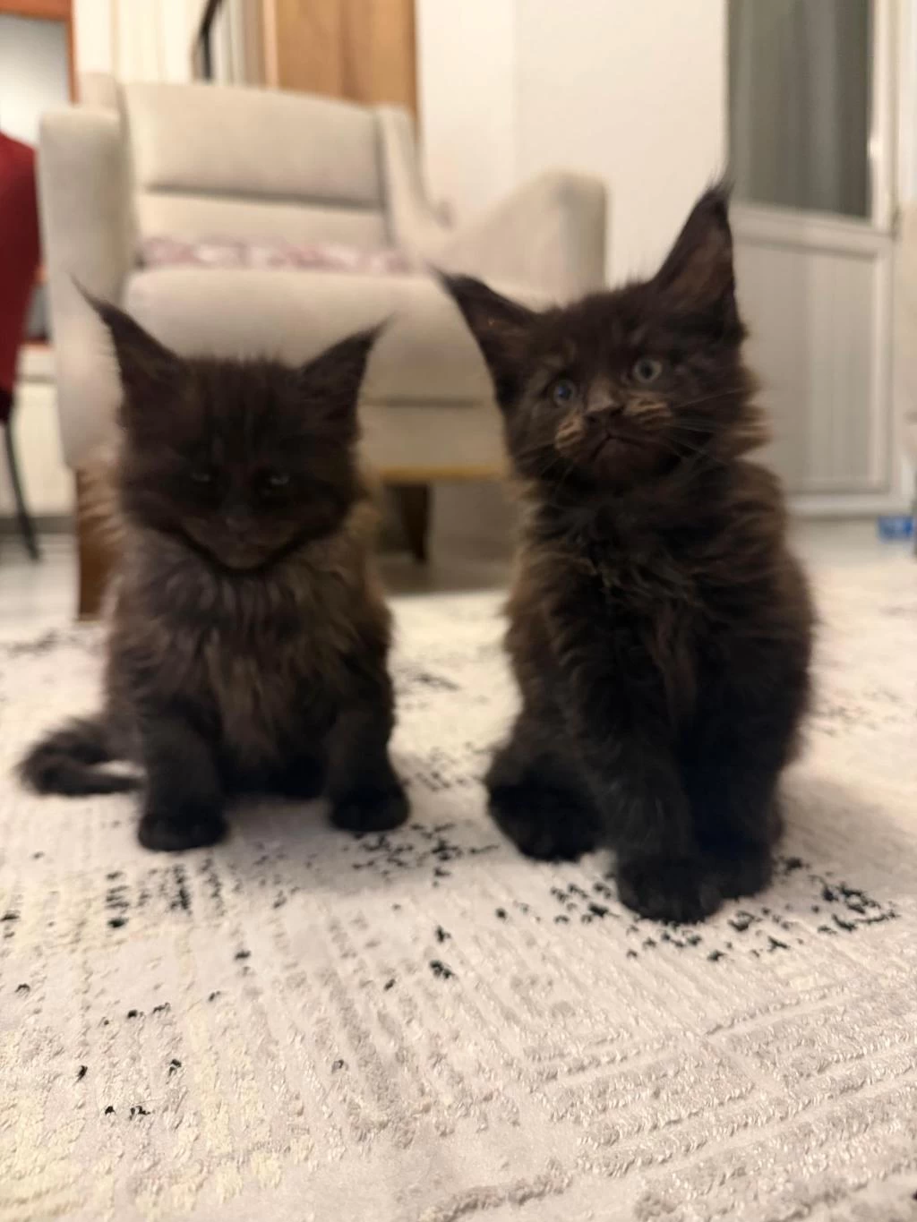 Black Smoke Maine Coon Yavrularımız