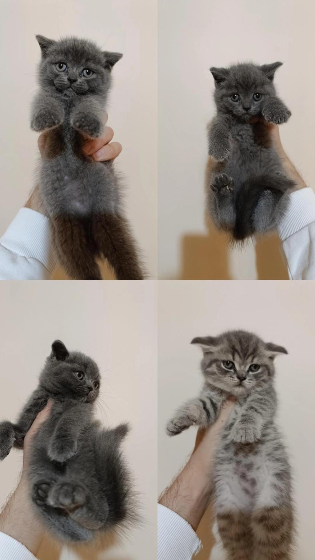 Kaliteli Ayıcık Surat Bebek Kediler