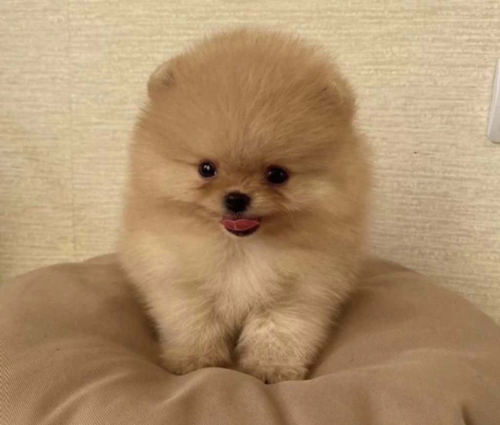 Pomeranian Boo Köpekler