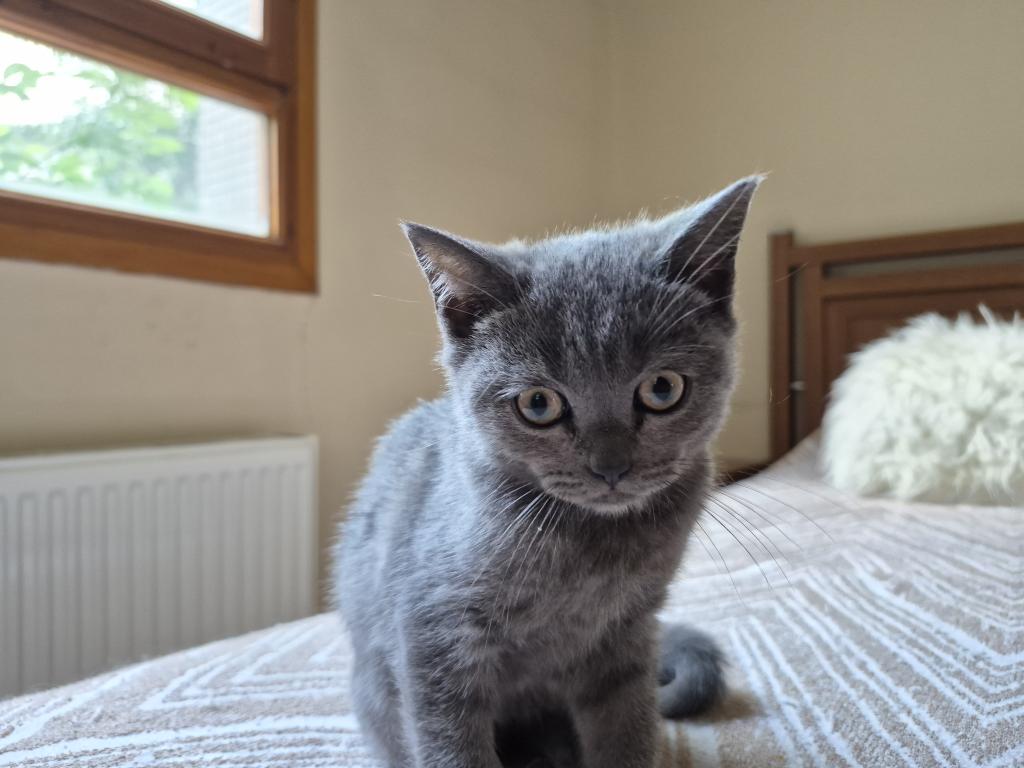 Erkek British Shorthair Yavrumuz Yeni Yuvasını Arıyor