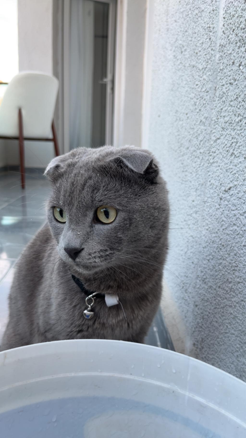 2 Buçuk Yaşında British Shorthair Kedimiz Duman