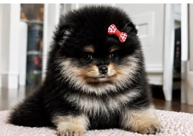 Dişi Pomeranian Black Tan