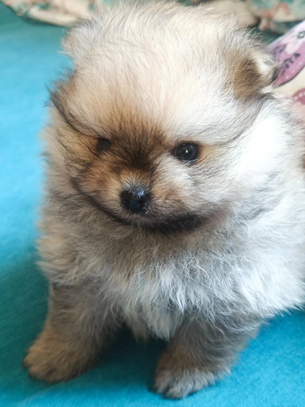 Pomeranian Boo Erkek