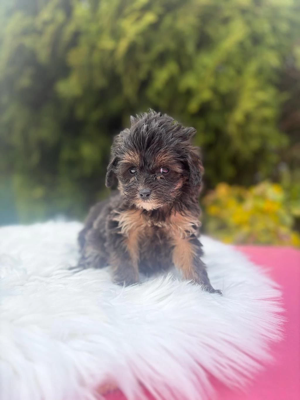 Minicik Maltipoo Yavrumuz