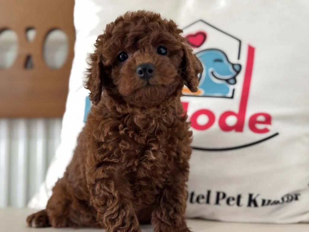 Ankrada Yasal Ruhsatlı Çiftlikden Toy Poodle
