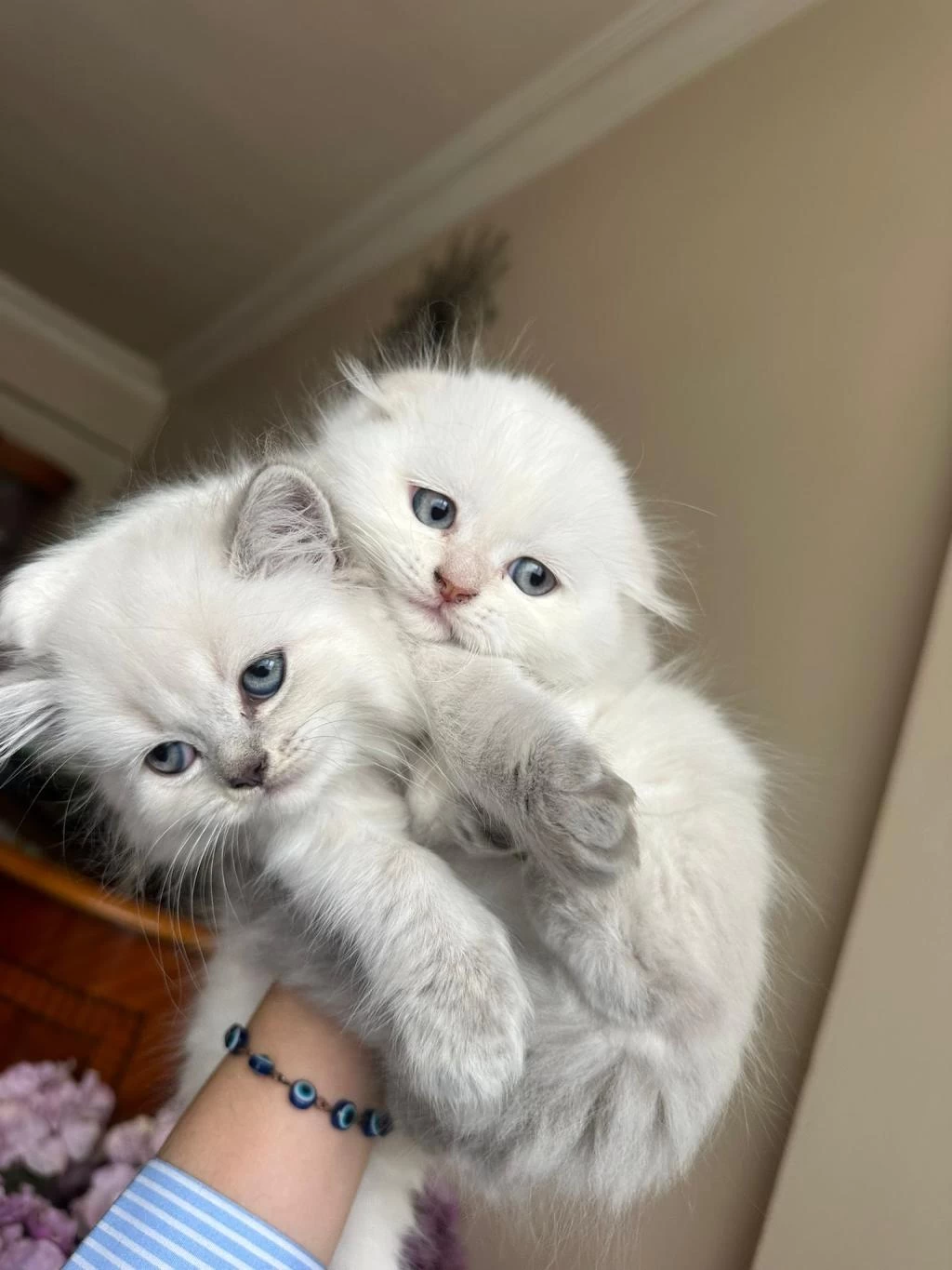 Küçük Minik Totis Scottish Fold Yavrular