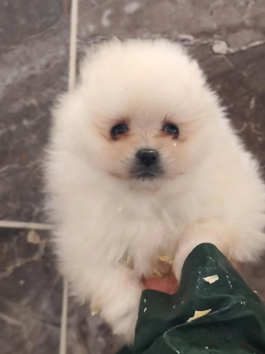 Orjinal Ayı Surat Pomeryan Booo Yavrular