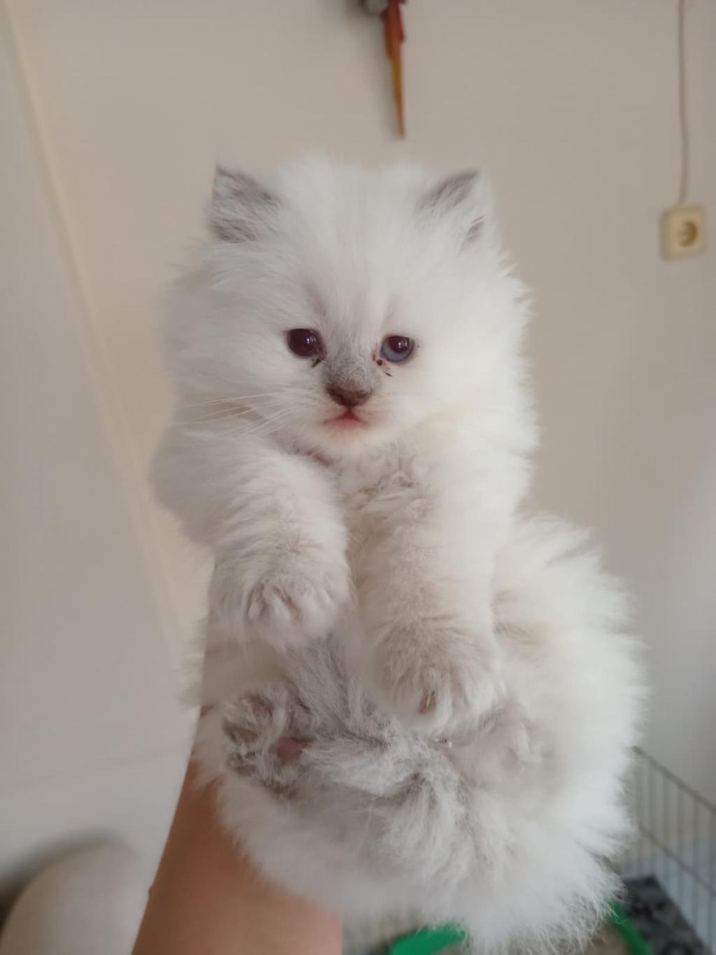 Yakışıklı Erkek Ve Dişi Bebek Kediler
