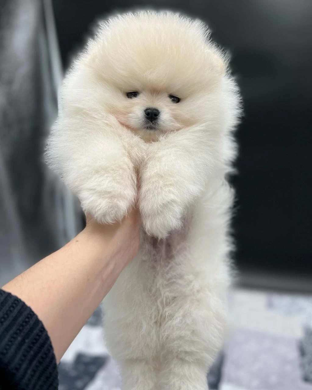 Teddy Bear Pomeranian Yavruları