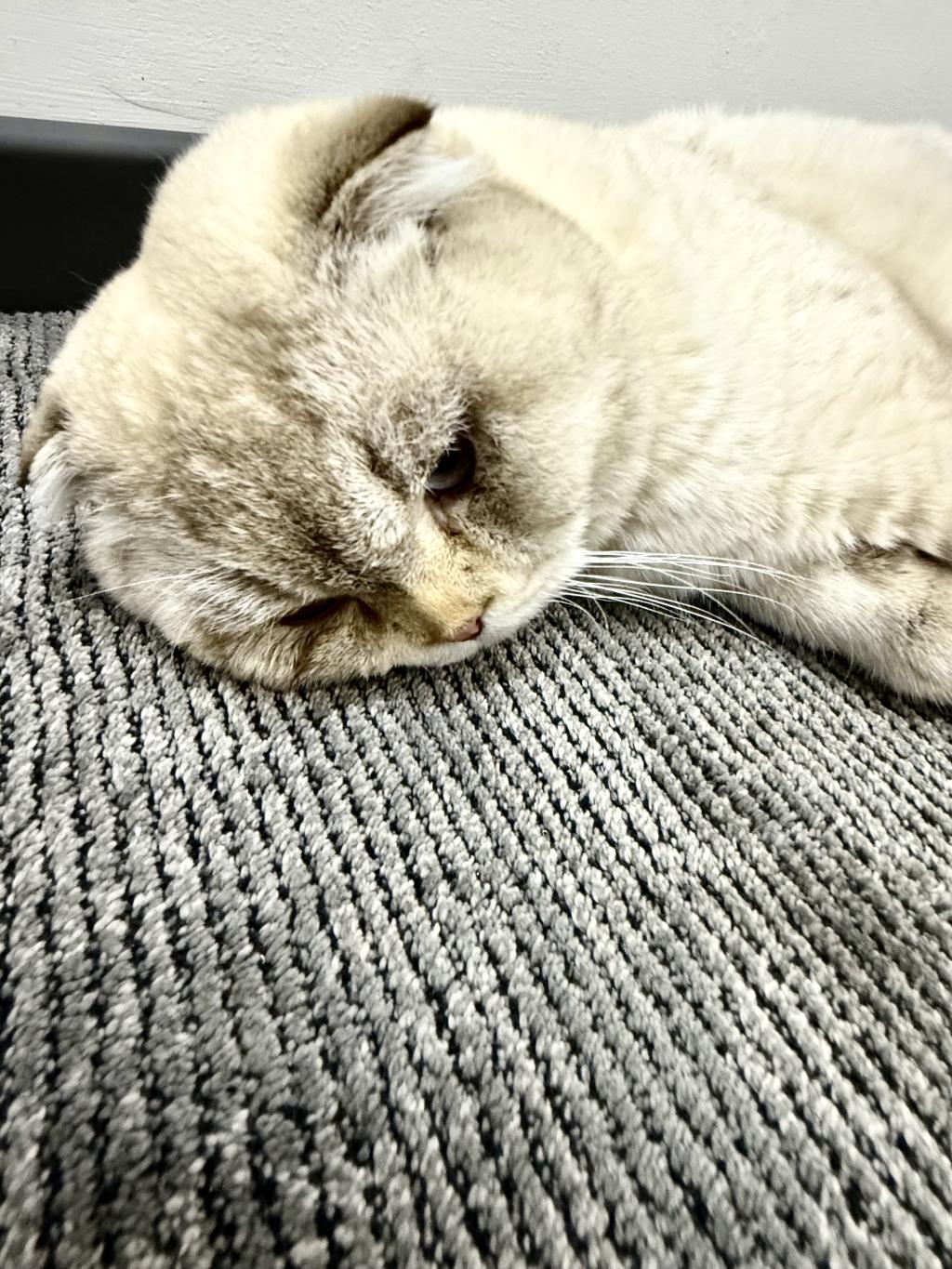 Scottish Fold Kedisi 2 Aylık