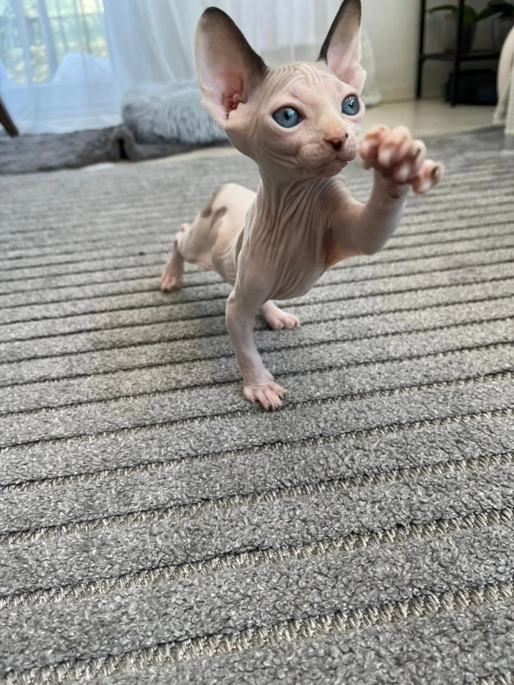 Sfenks Erkek Kedimiz