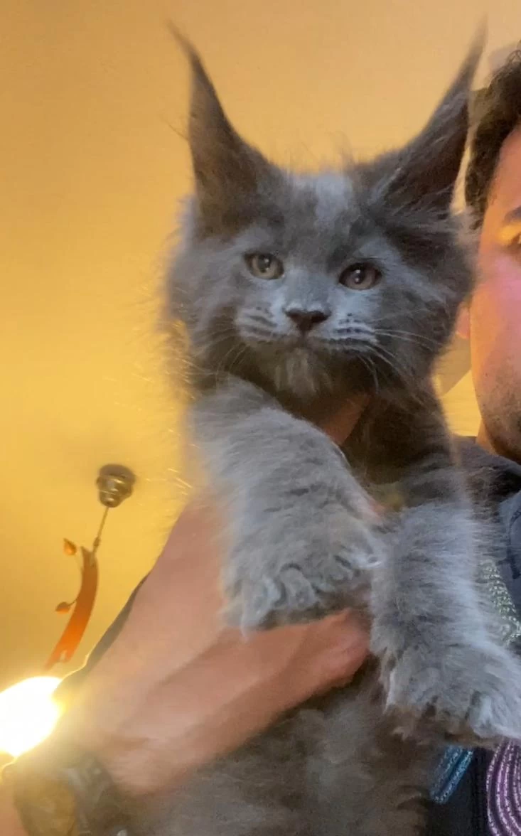 Xxxl 2 Erkek Yavru Maine Coon