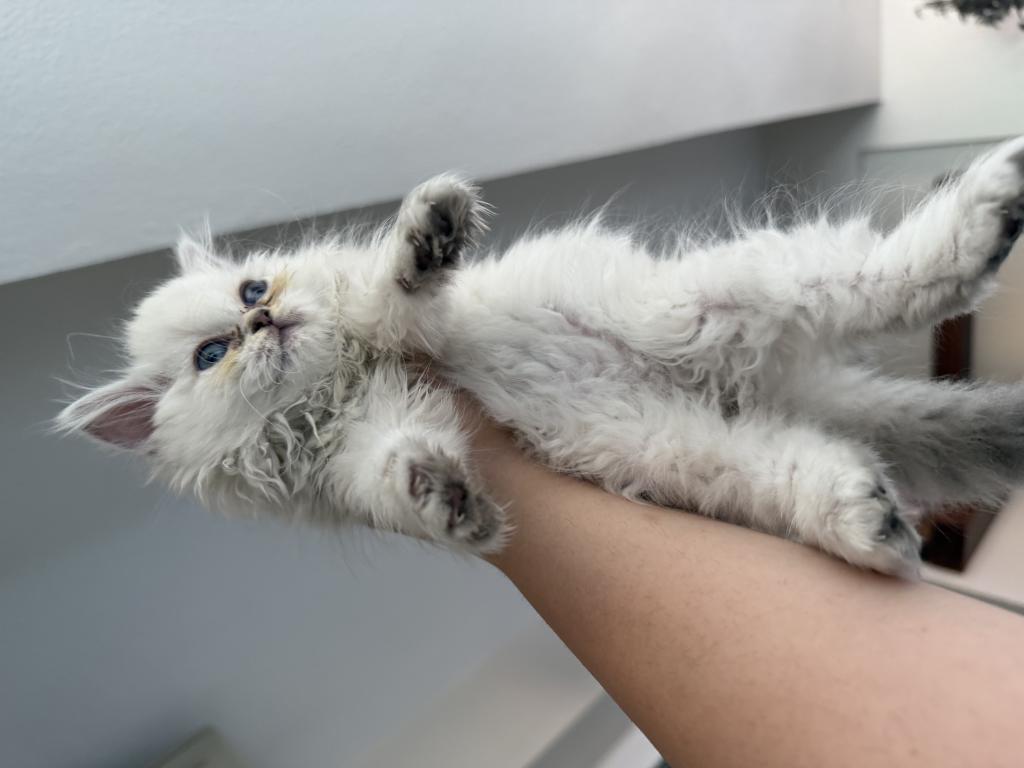 Yeni Yuvasını Arayan Minik Pamuk Kedimiz