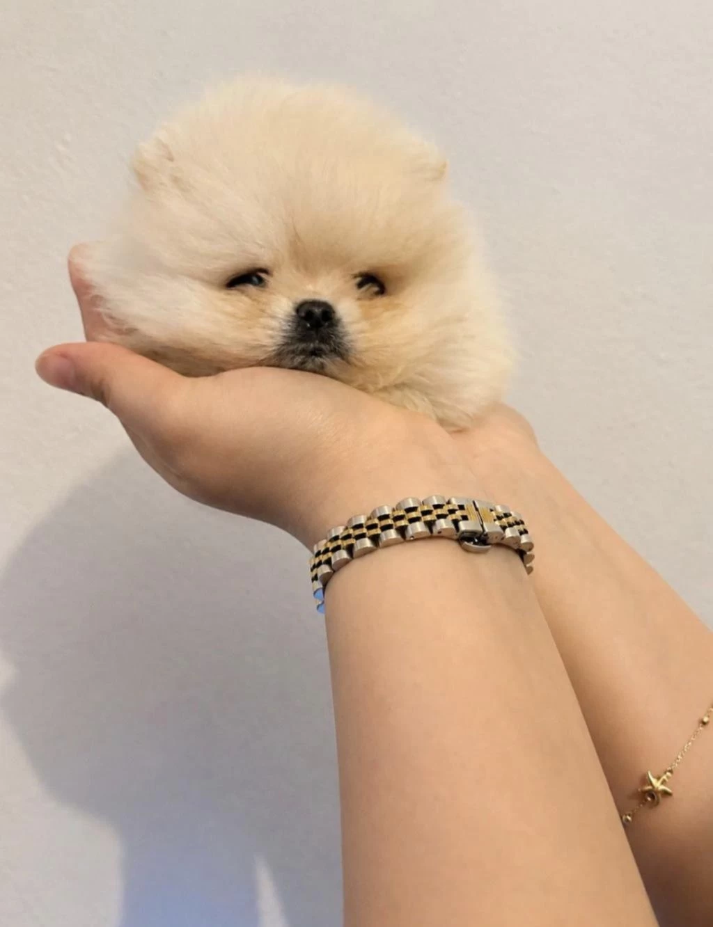 Pomeranian Boo Yavruları