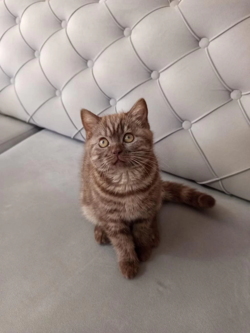 3 Aylık Siyah Ve Kahverengi British Shorthair