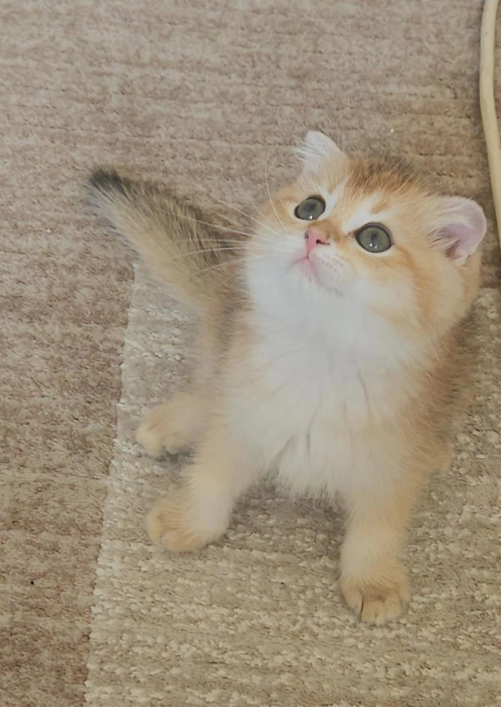 Golden Dişi Ve Erkek Bebek Kediler