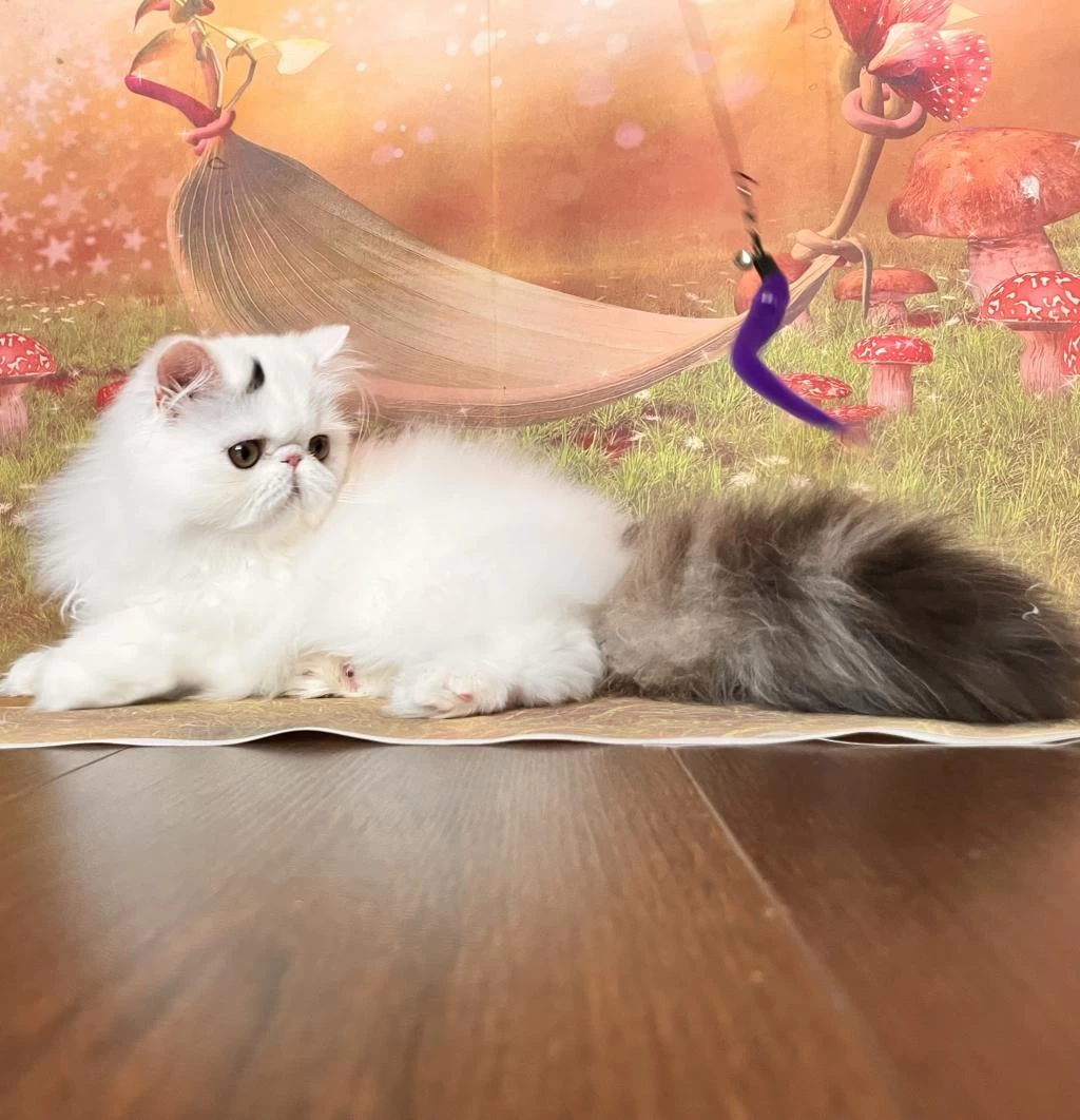 Safkan Şecereli İran Kedileri