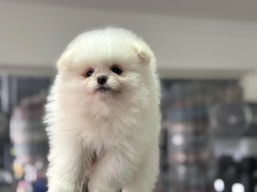 Ultra Kalite Ayı Suratlı Pomeranian Yavrularımız