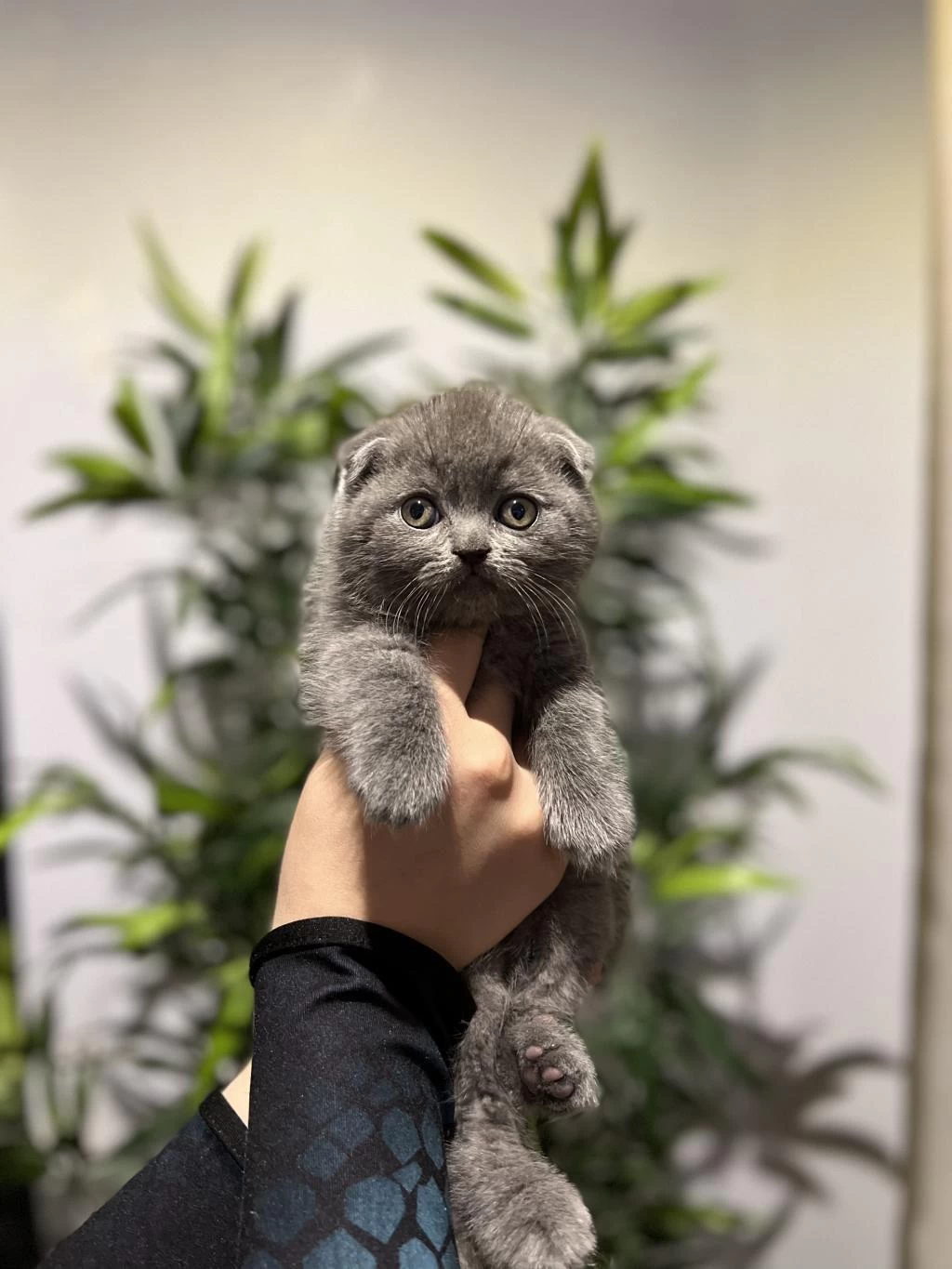 Scottish Fold Gri Yavrular