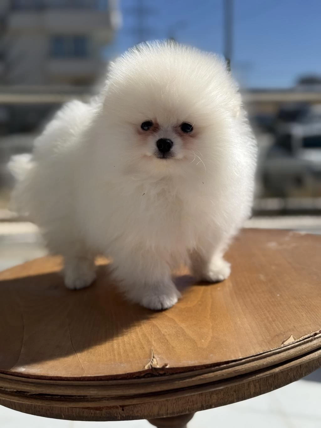 Ankaranın En Elit Pomeranian Yavruları Ziyarete Açık