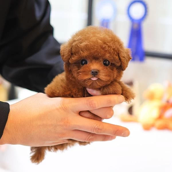 Saglik Ve İrk Garantili Toy Poodle Yavrularim