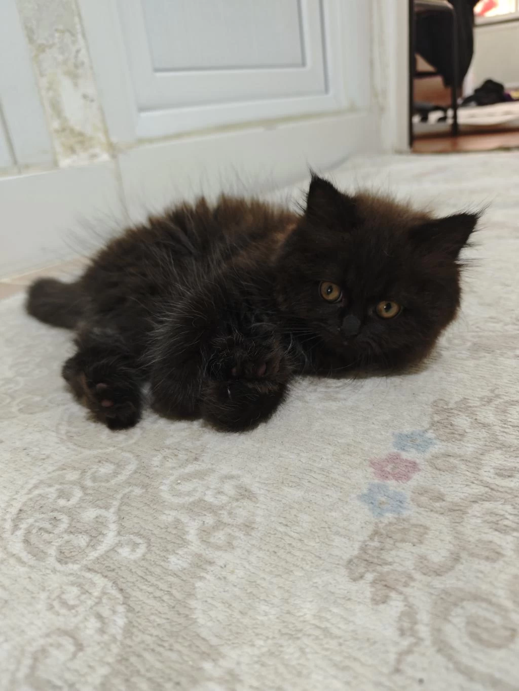 British Longhair Yavrularım