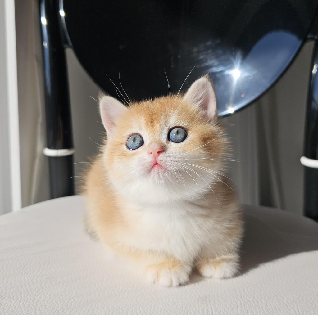 Safkan Golden British Shorthair