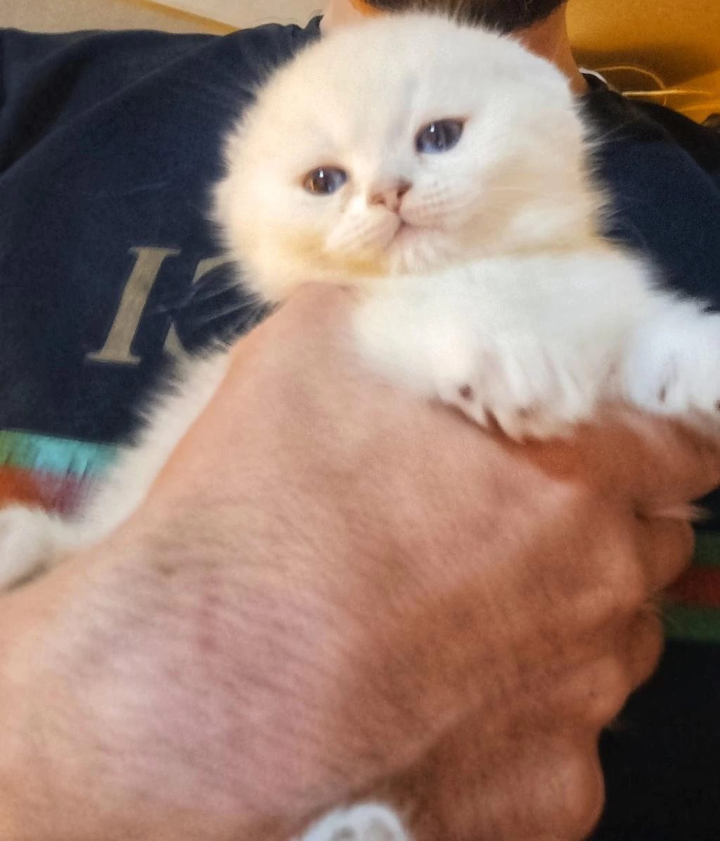Sifir Kulak Show Kalite Scottish Fold
