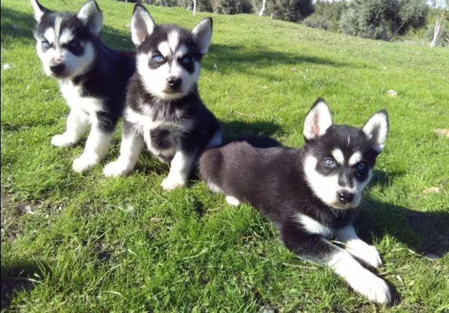 Ruhsatlı Resmi İşletmeden Taksit Avantajıyla Husky