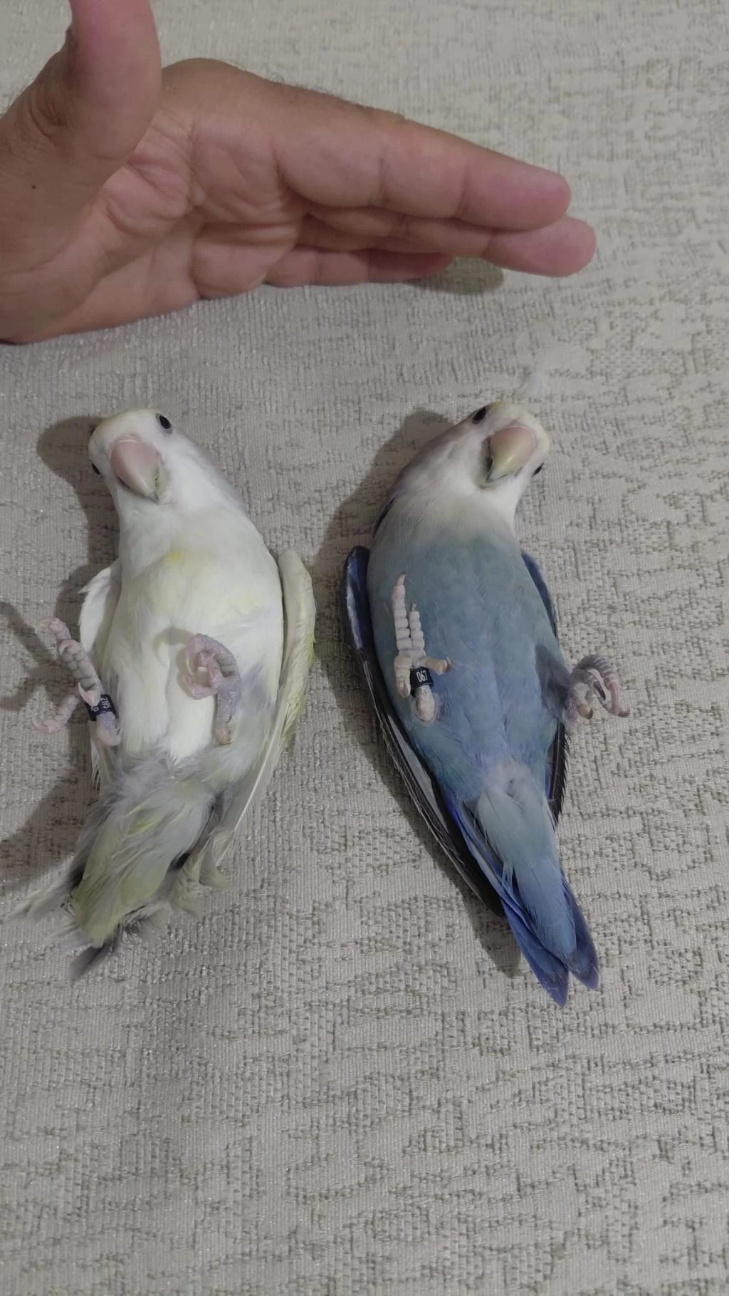 Takım Sevda Papağanı Açıklama Okuyun